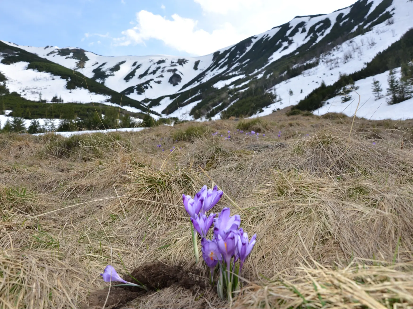 Sat Dornisoara - poiana Izvoarele Dornei -  Poiana Izvoarelor