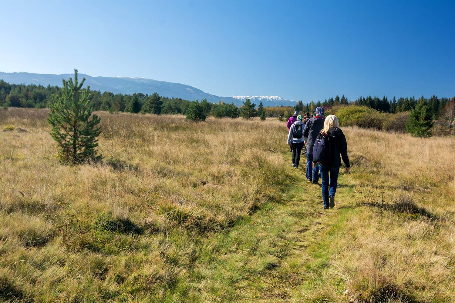 Observarea faunei sălbatice în Țara Dornelor – Primăvara și iarna, martor la ritualurile din inima pădurii.